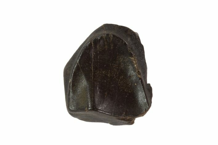 Triceratops Shed Tooth - Montana #93137